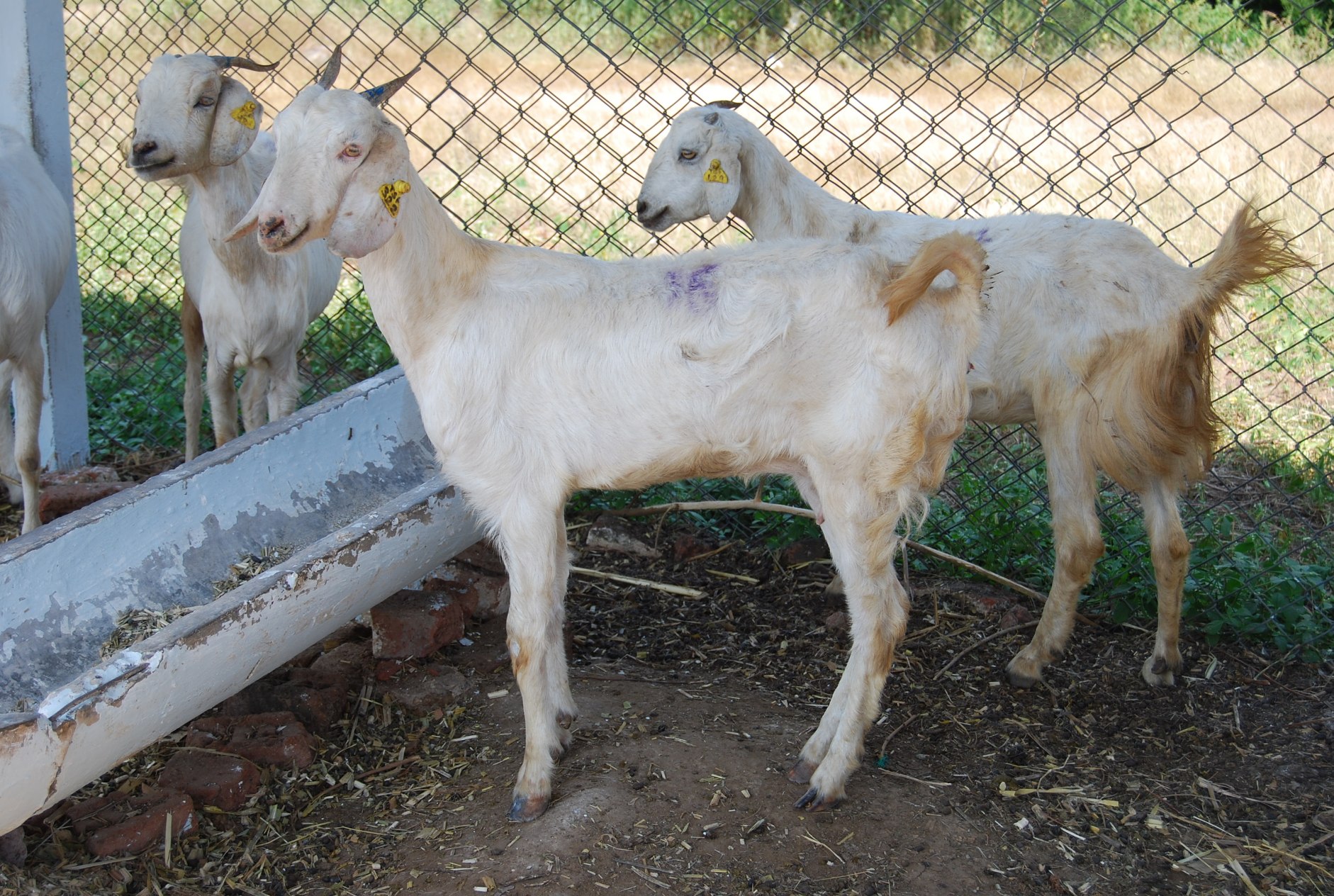 LRDTC KNPVC Osmanabadi Goat